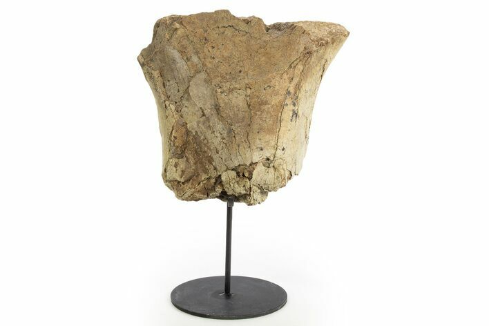 Dinosaur Appendage Bone Section w/ Metal Stand - South Dakota #331131